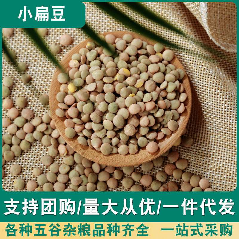 小扁豆(小扁豆图片)